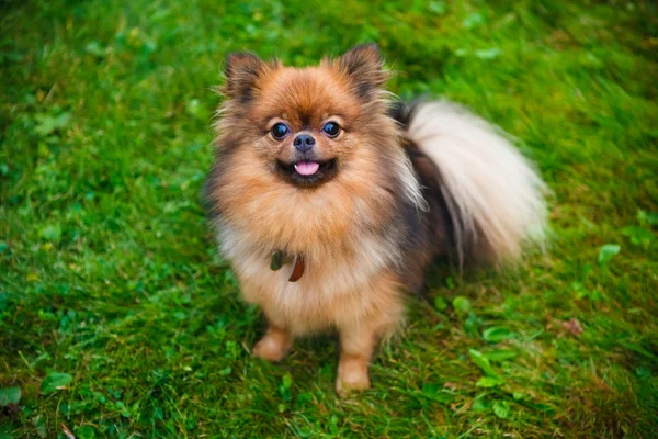 KCI registered toy pomeranian price in India