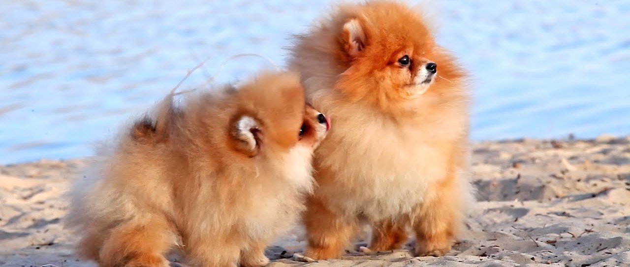 toy pomeranian Male price in India