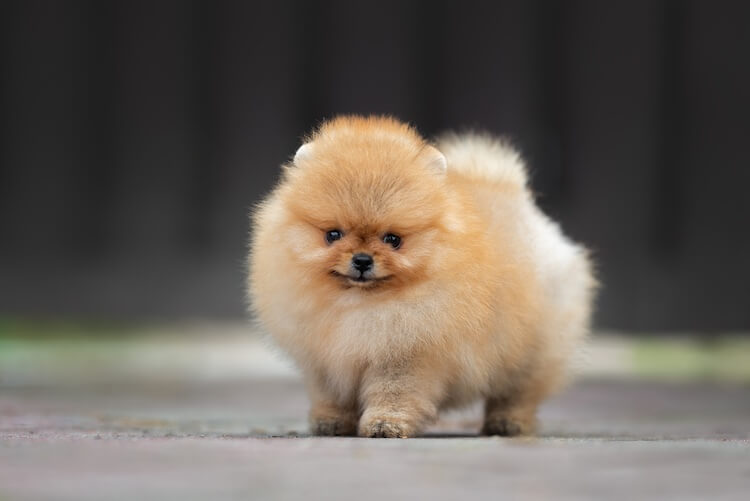 Toy Pom Full Grown Size Shop Mini Pomeranian Puppy Price Clearance