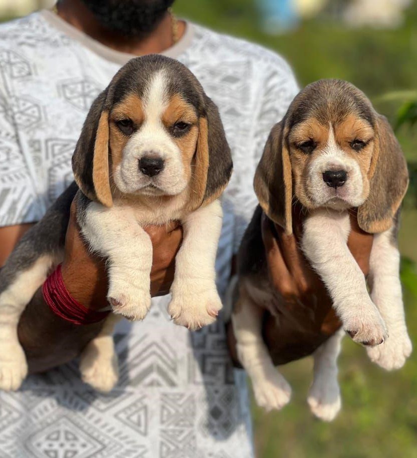 Beagle price in Chennai 