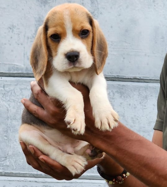 Beagle Male price in Chennai 