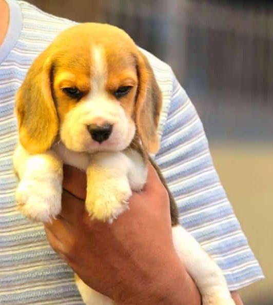 Beagle Female price in Chennai