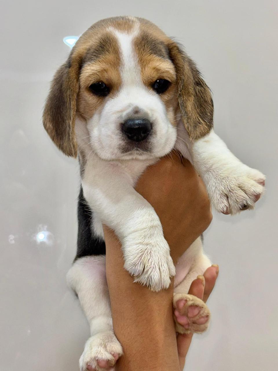 Beagle puppies price in Chennai 