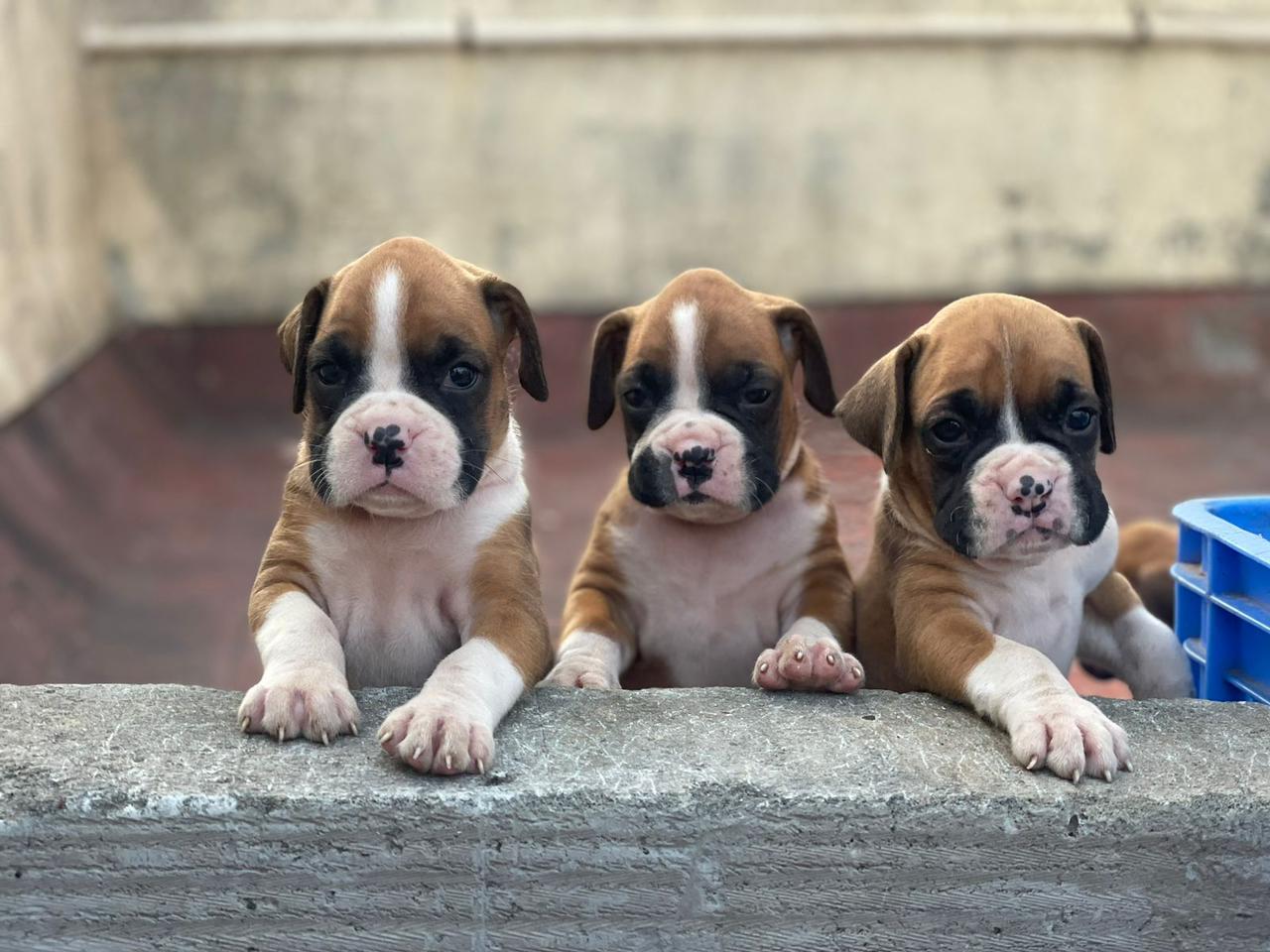 Boxer female price in chennai