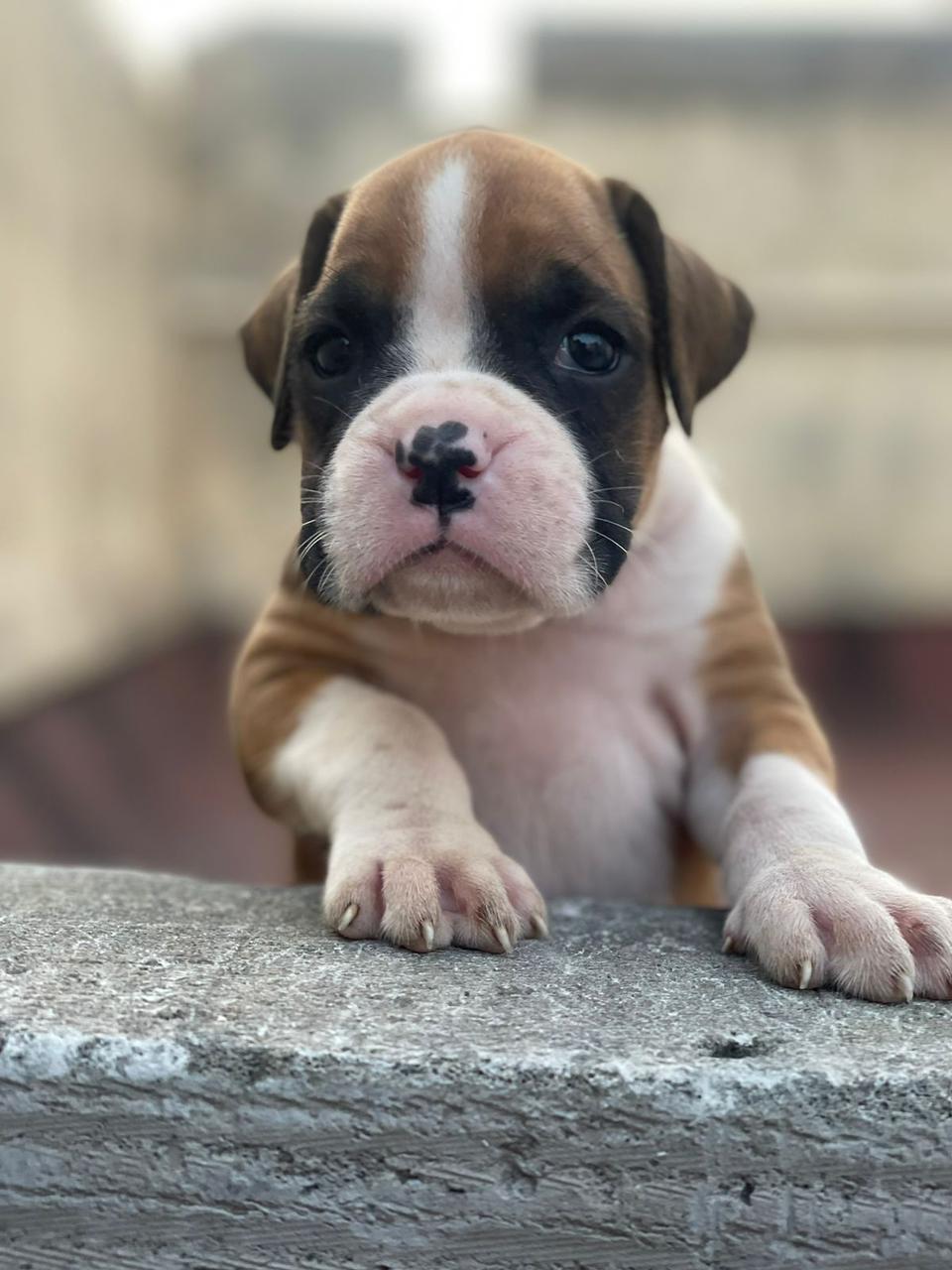 Boxer male price in chennai