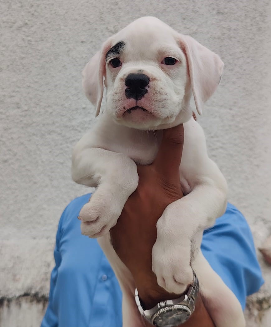 Boxer puppies price in chennai