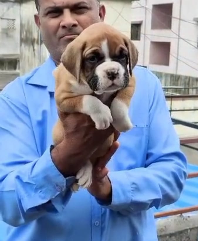 Boxer dog price in goa