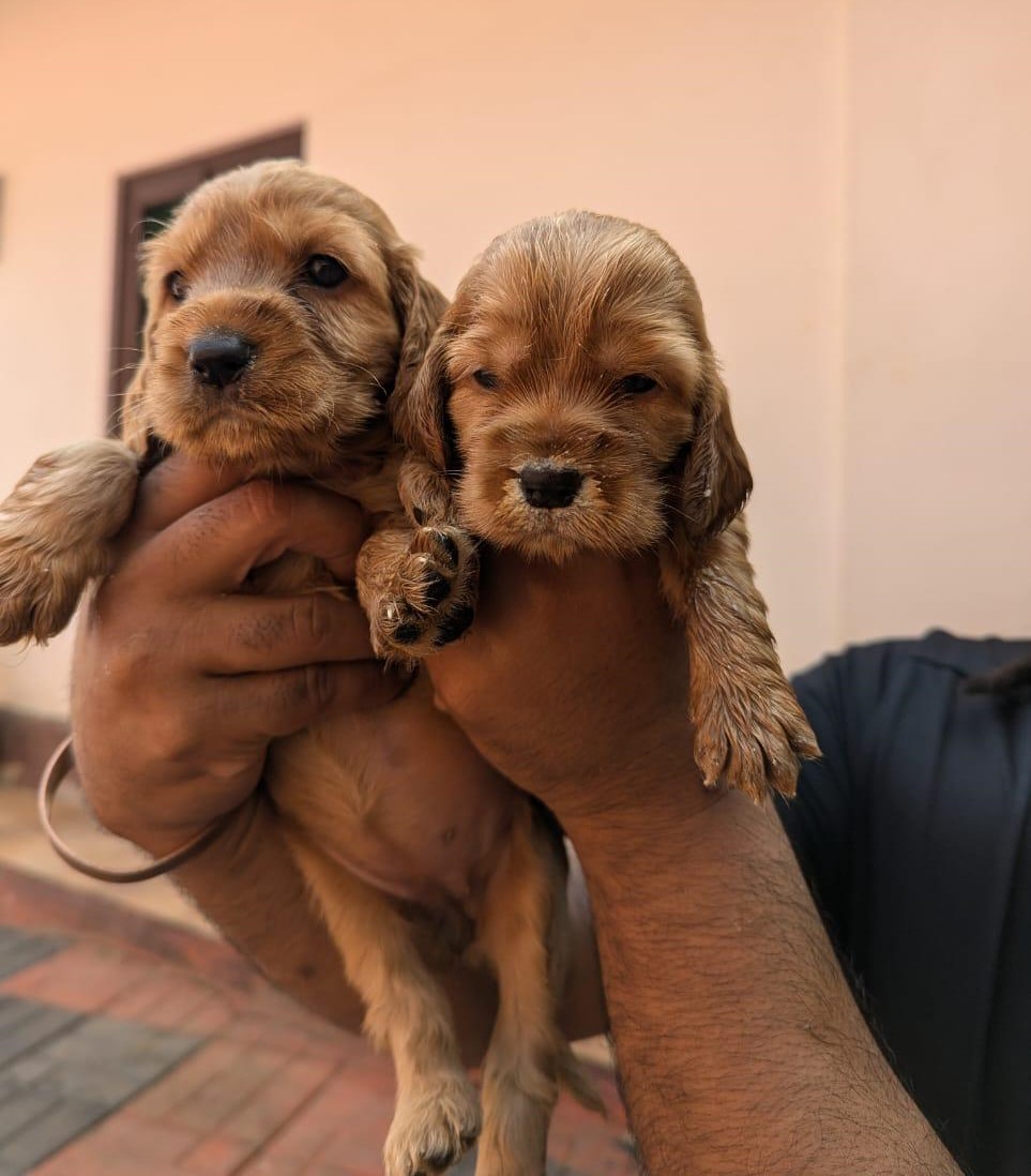 Cocker-Spaniel price in chennai