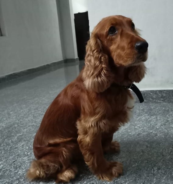 Cocker-Spaniel female price in chennai