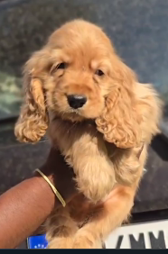 Cocker-Spaniel puppies price in chennai