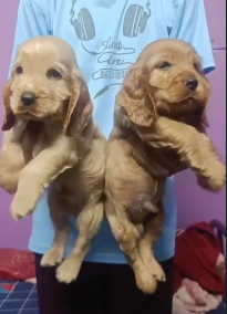 Cocker-Spaniel price in chennai