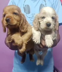 Cocker-Spaniel price in chennai