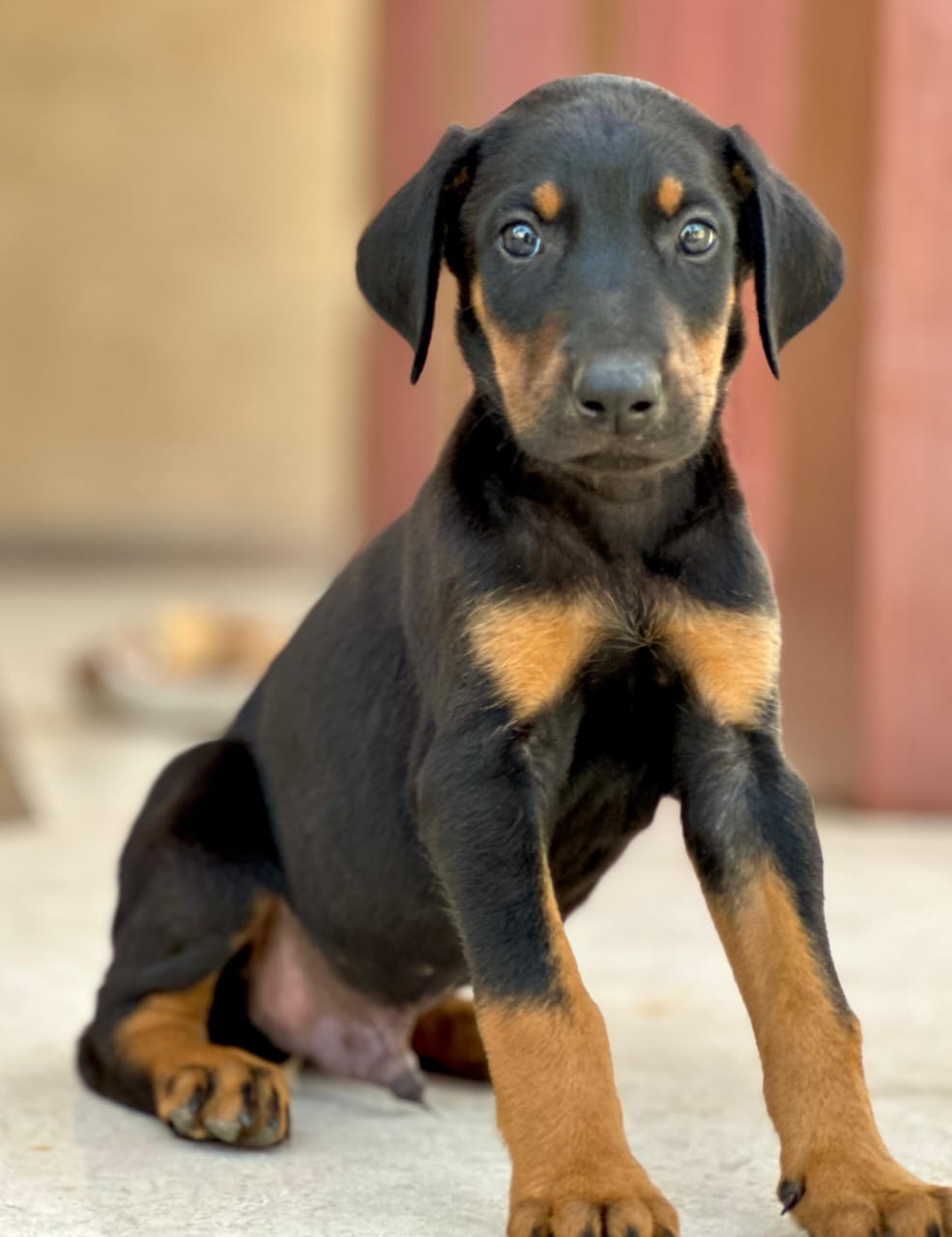 Doberman price in Chennai 