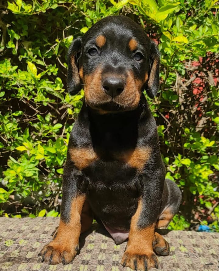 Doberman male price in Chennai 