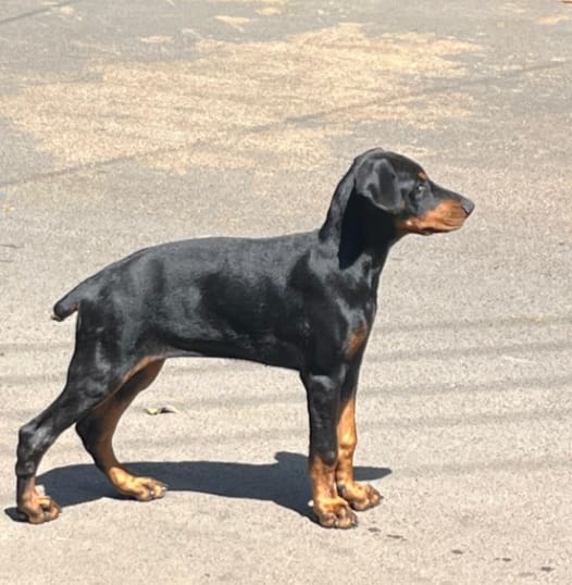 Doberman female price in Chennai 