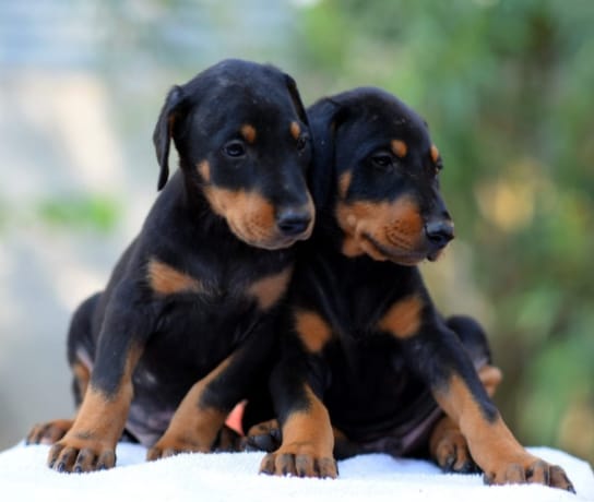 Doberman puppies price in chennai