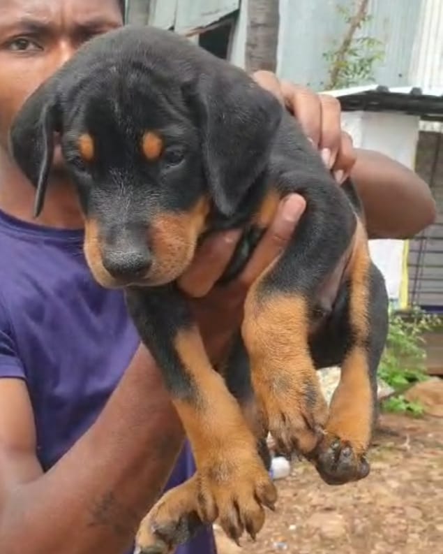 Doberman puppy price in chennai