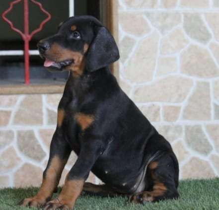 Doberman for sale online in Chennai 