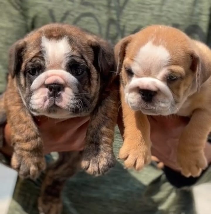 English Bulldogs female price in Chennai 