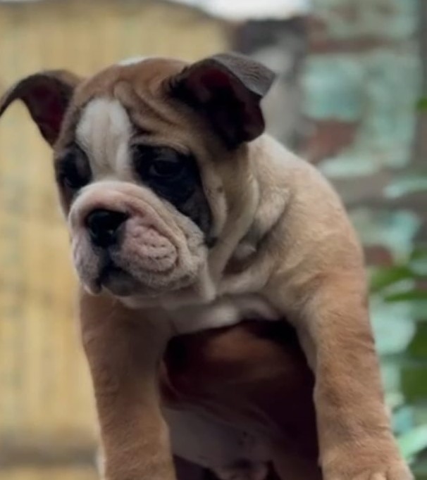 English Bulldogs Male price in Chennai 