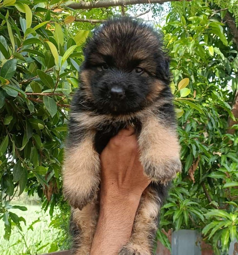 German-Shepherd price in Chennai 