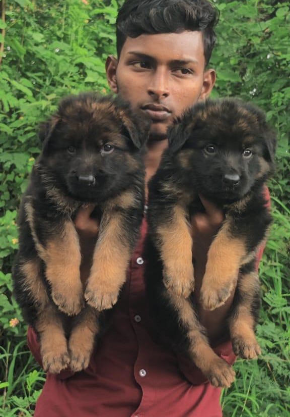 German-Shepherd male price in chennai