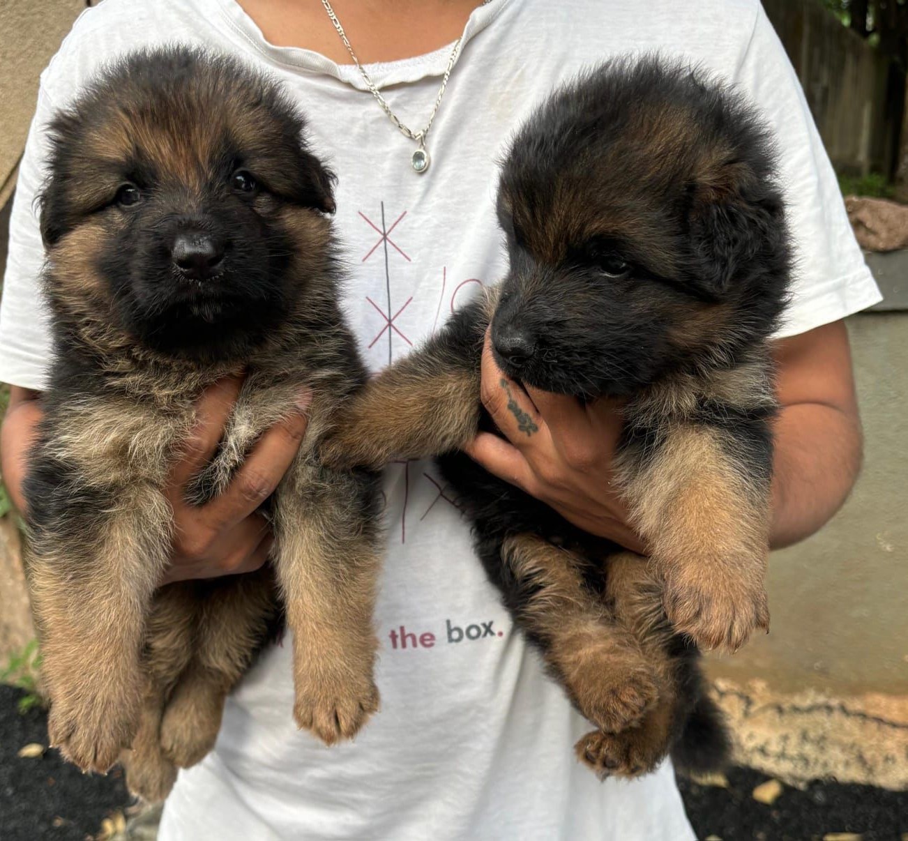 German-Shepherd puppies price in chennai