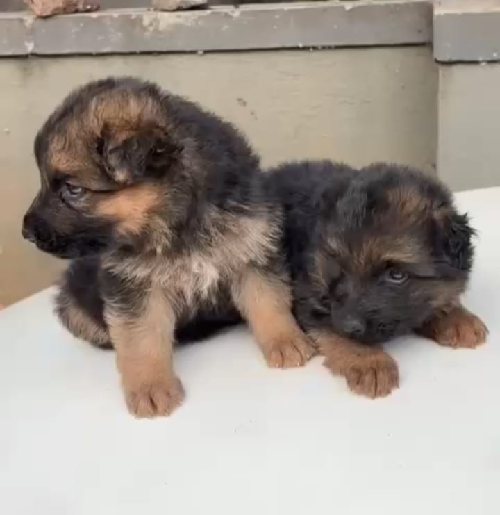 German-Shepherd puppy price in Chennai 