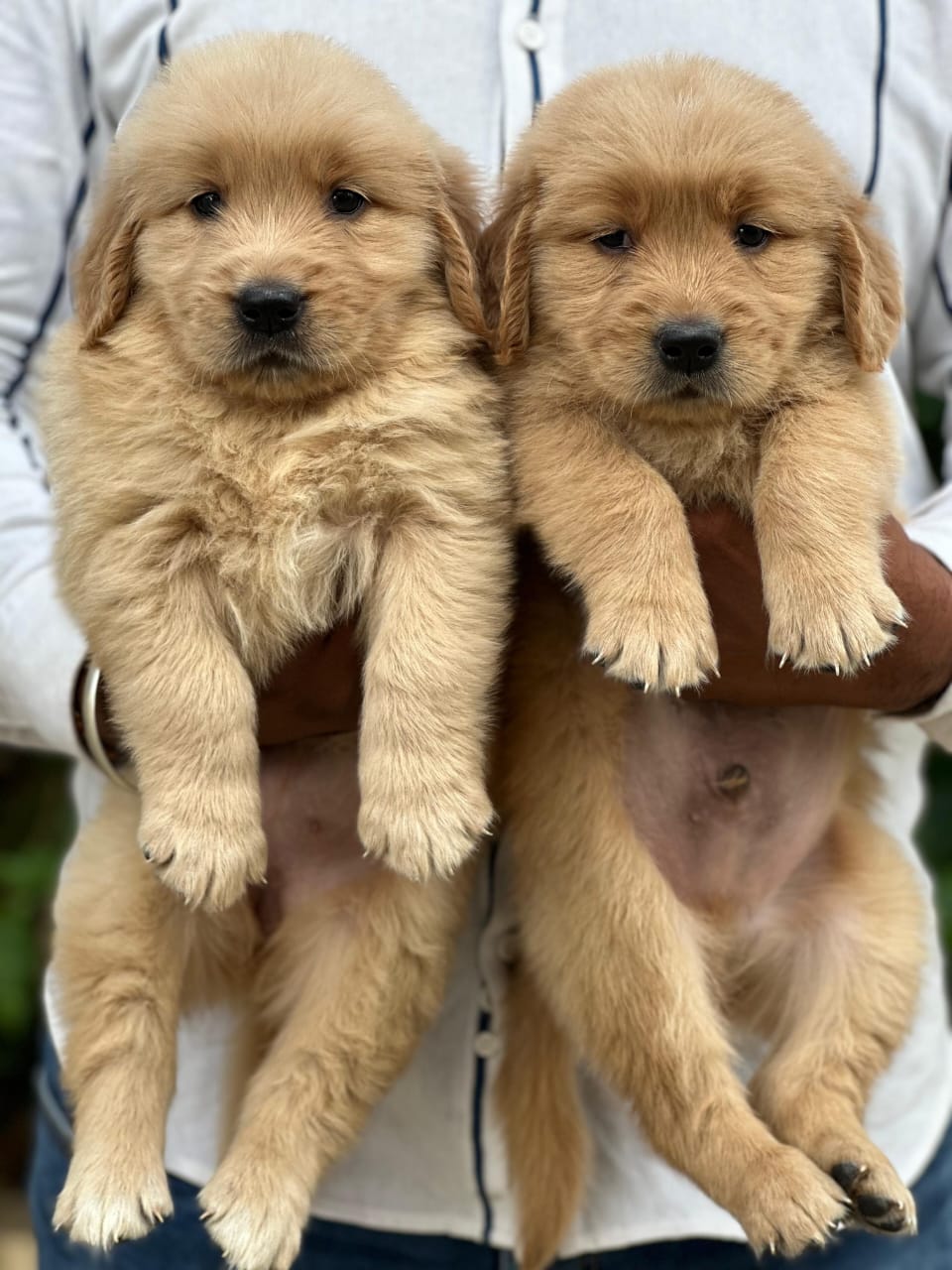 Golden Retriever male price in chennai