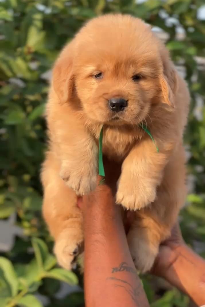 Golden Retriever female price in chennai