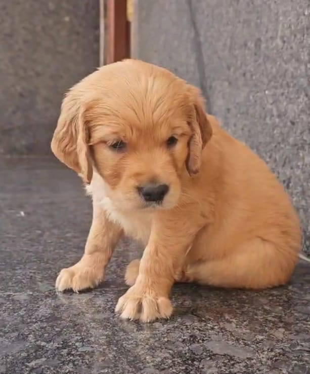 Golden Retriever price in chennai