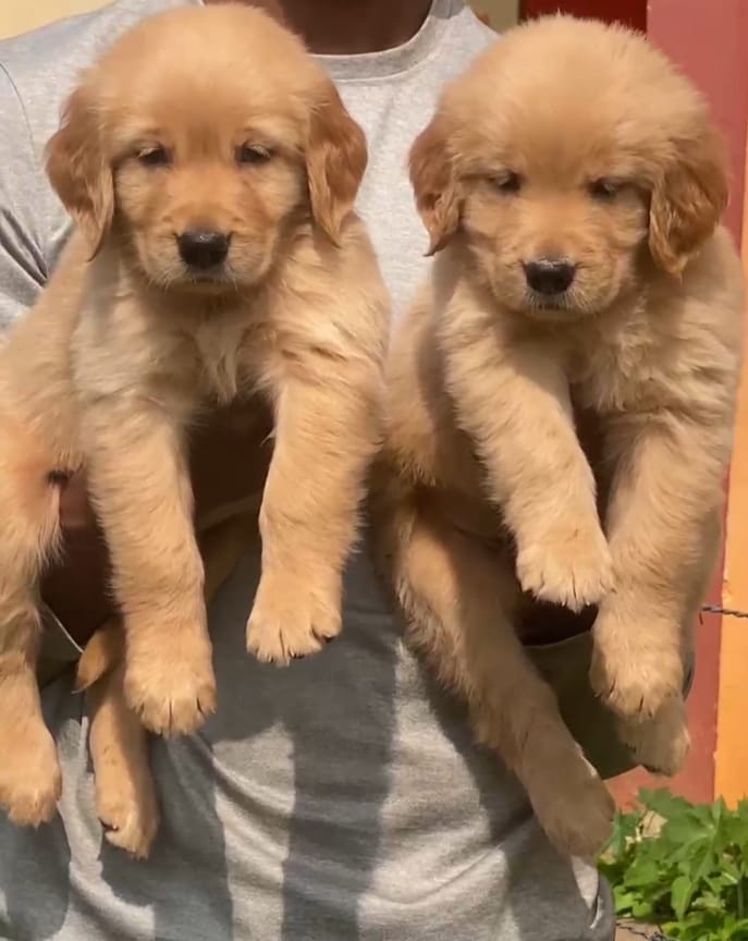 Golden Retriever for sale online in chennai