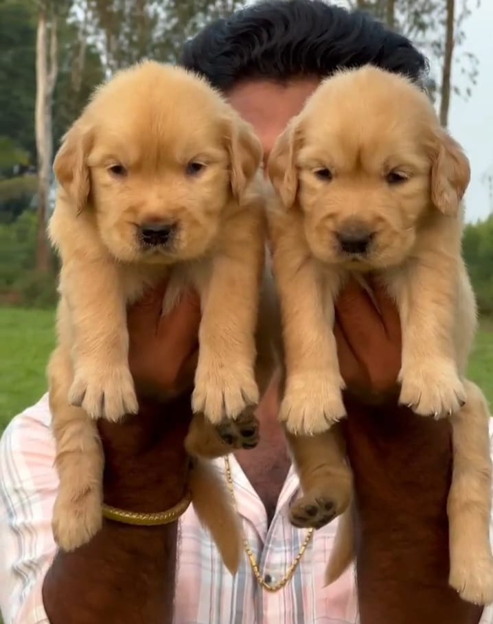 Golden Retriever price in chennai