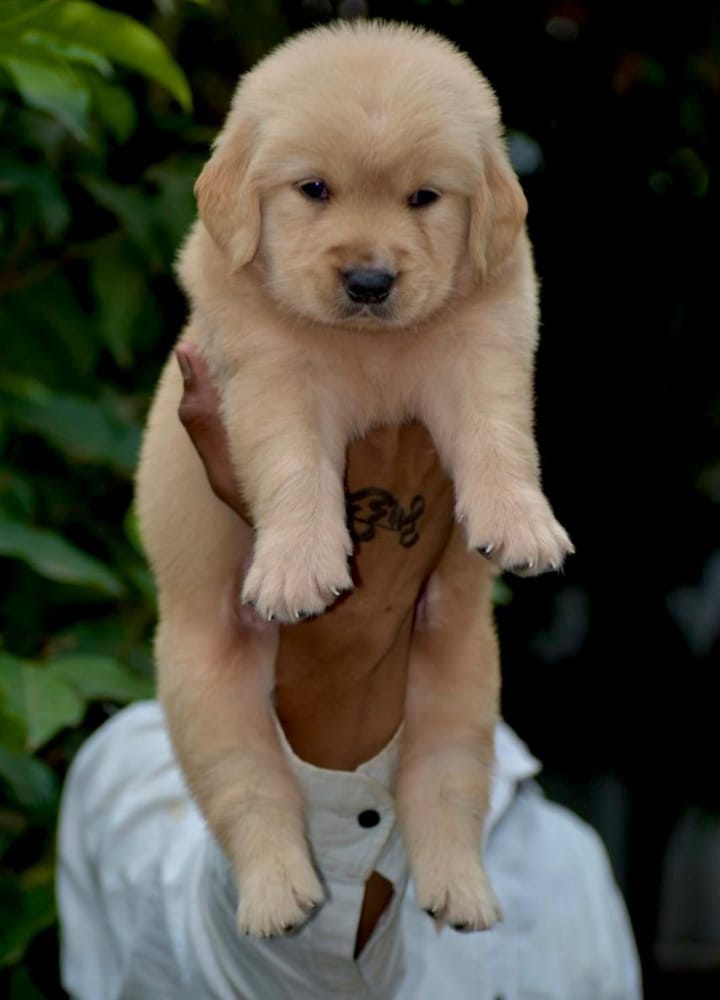 Golden Retriever puppies price in Chennai 