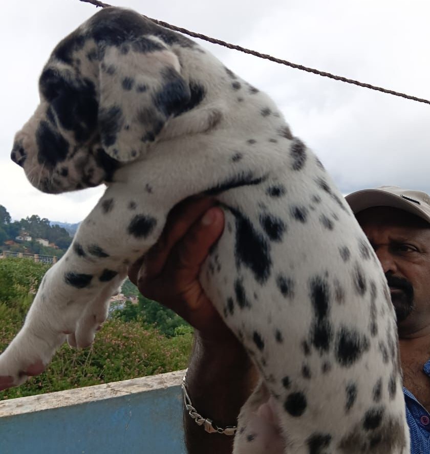 Great Dane female price in Chennai