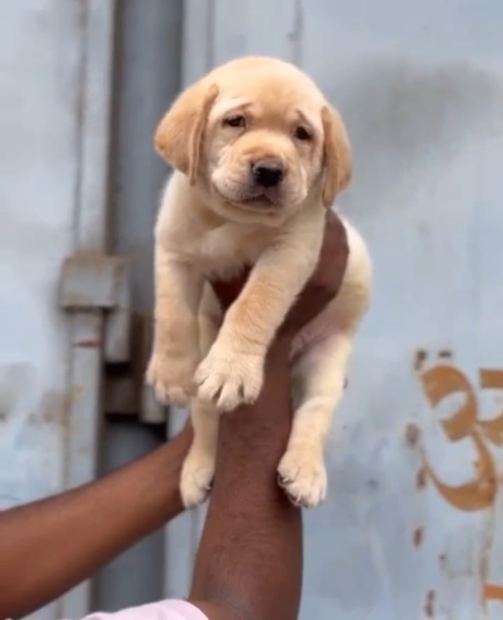 Labrador Retriever puppy price in Chennai 