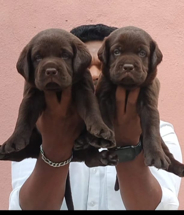 Labrador Retriever female price in chennai