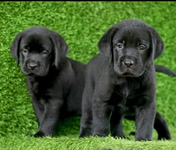 Labrador Retriever price in chennai