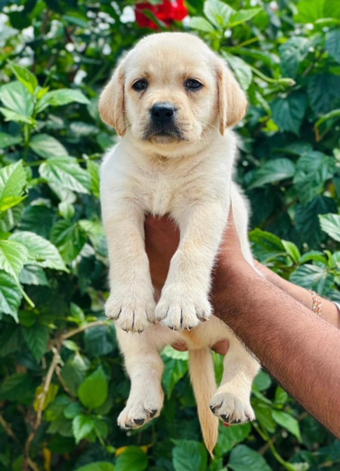 Labrador Retriever male price in chennai