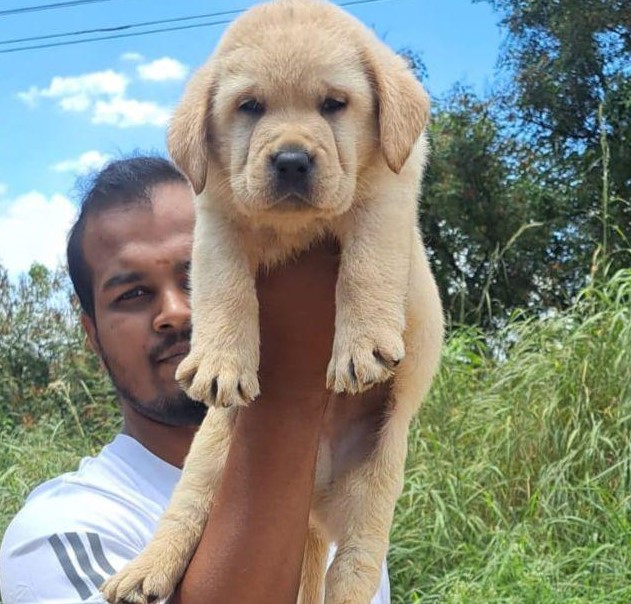 Labrador dog price in Hyderabad