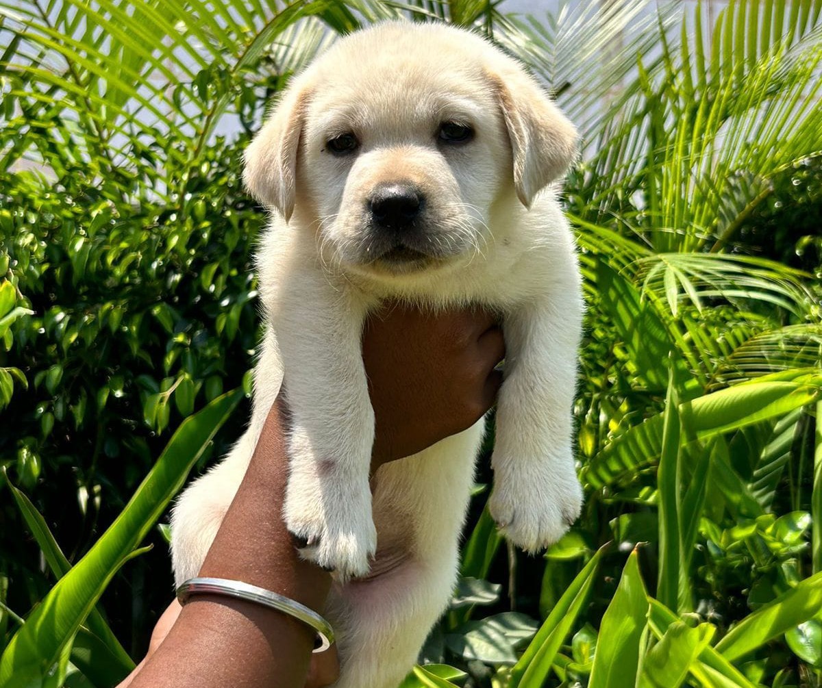 Labrador for sale online in hyderabad