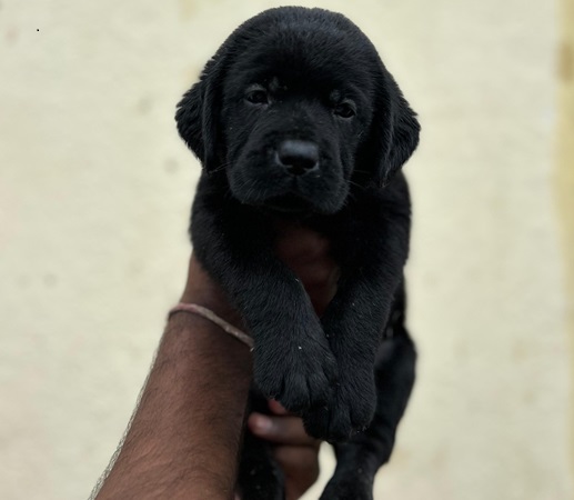 Labrador female price in hyderabad