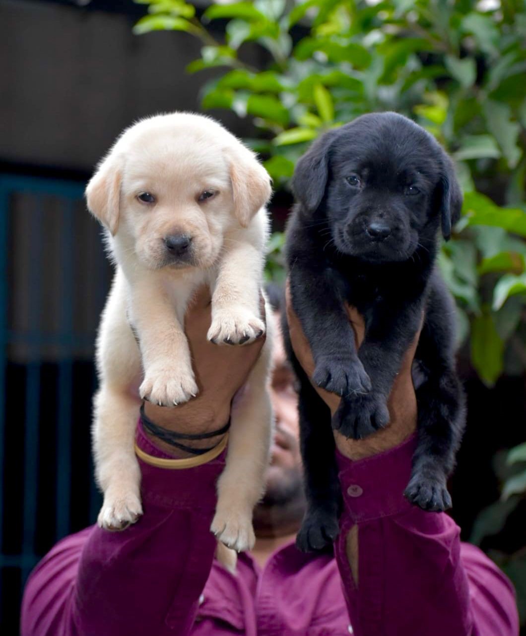 Labrador dog price in hyderabad