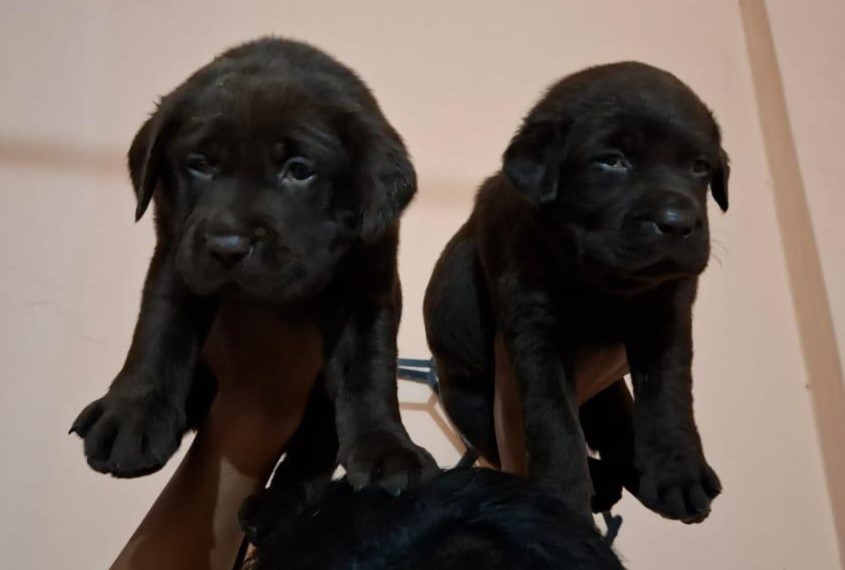 labrador retriever female price in jaipur