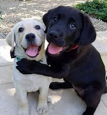 labrador for sale online in jaipur