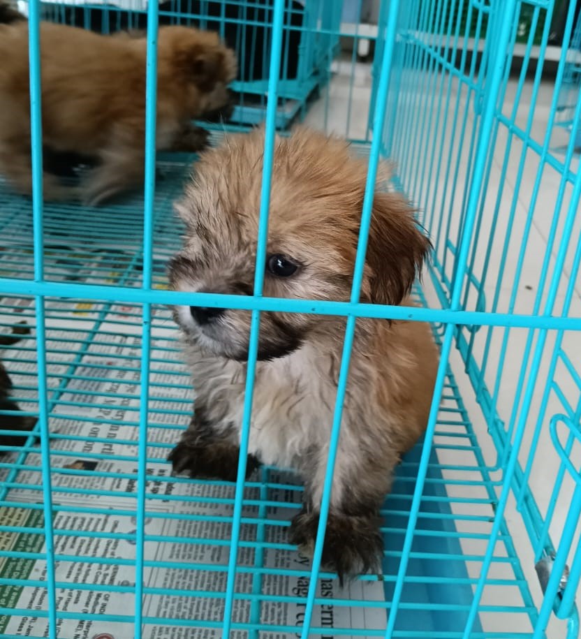 lhasa apso price in Chennai 