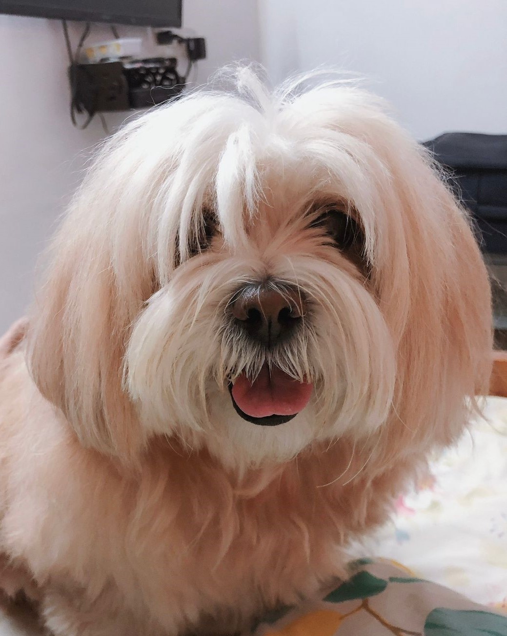 lhasa apso male price in Chennai 