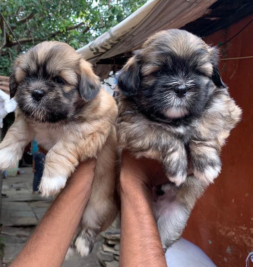 lhasa apso female price in chennai