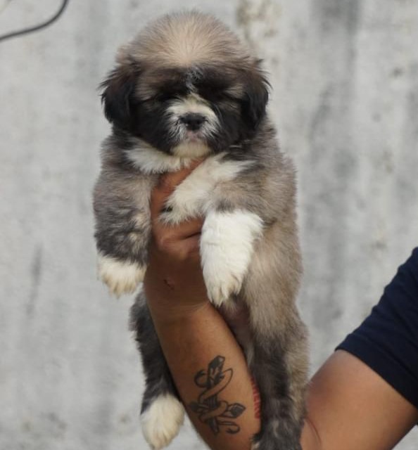 lhasa apso puppies price in chennai