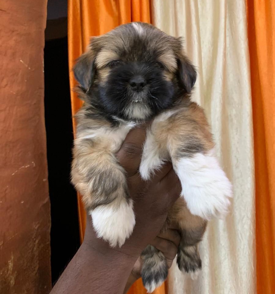 lhasa apso for sale online in chennai